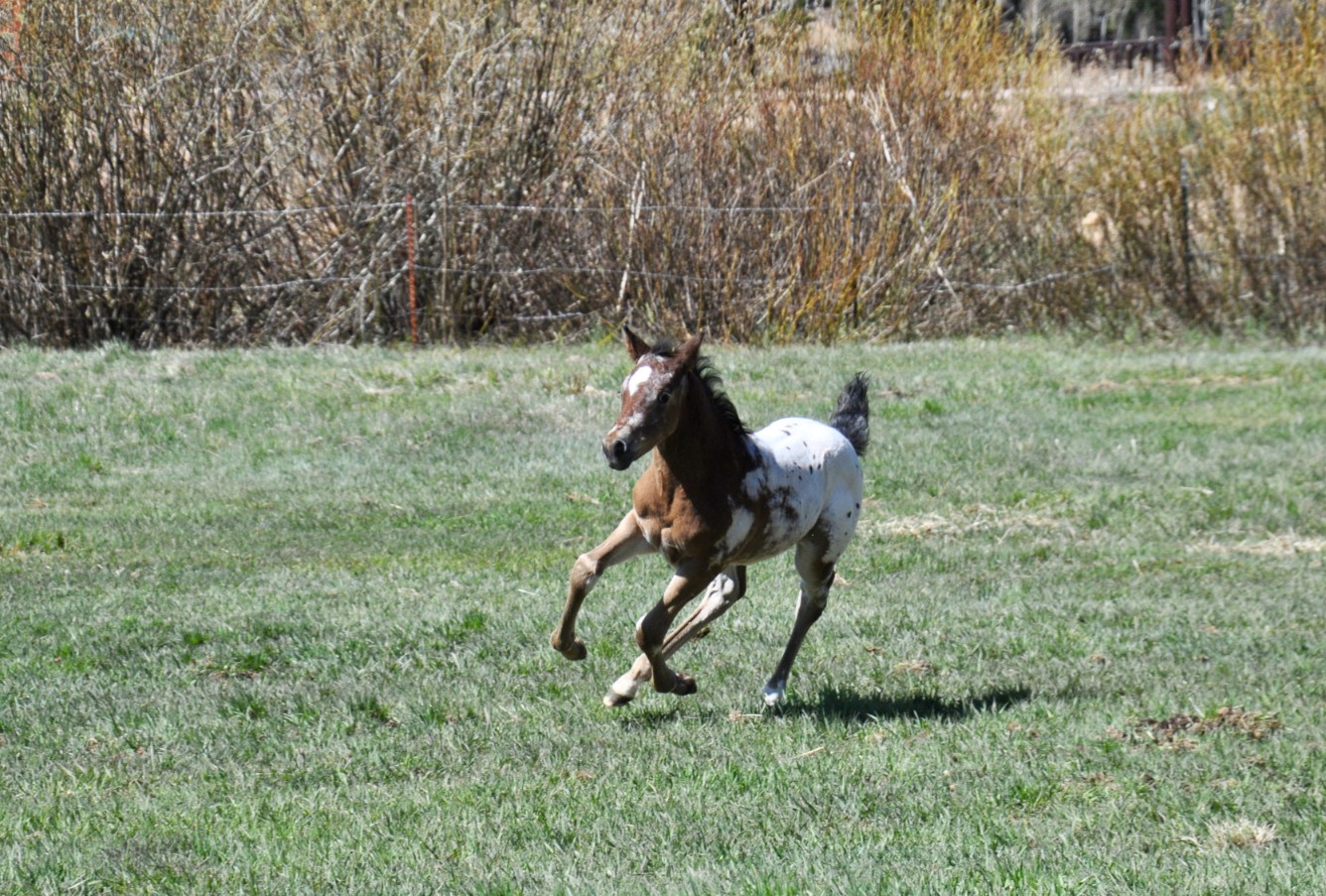 DSC_0047_copy_1336x903